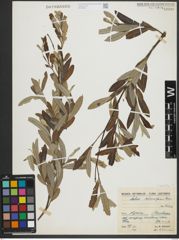 Foto von Salix salviifolia Brot.